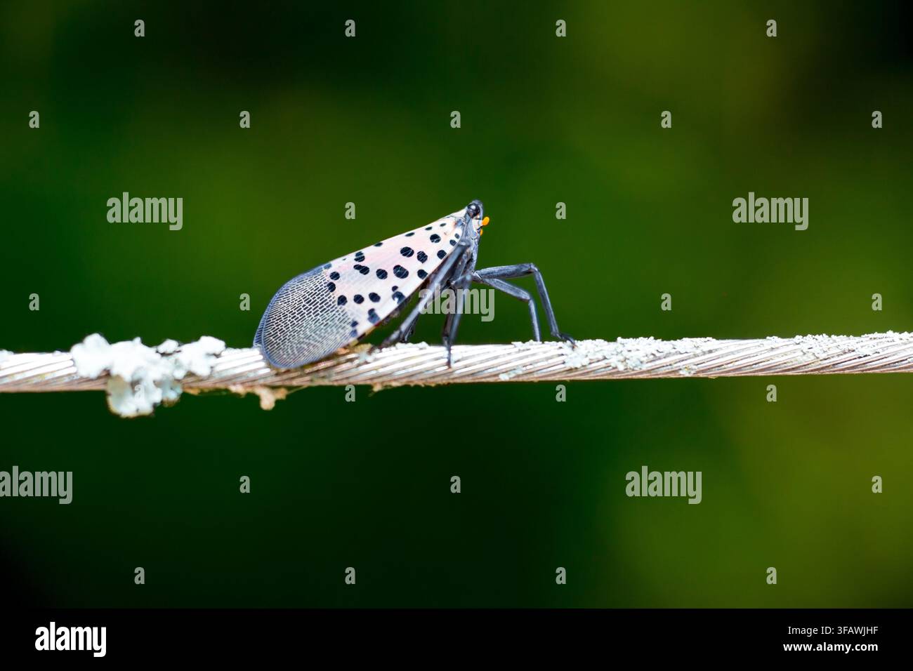 Eine Gefleckte Lanternefliege (Lycorma delicatula), eine invasive Art in den Vereinigten Staaten, die auf einem Draht sitzt Stockfoto