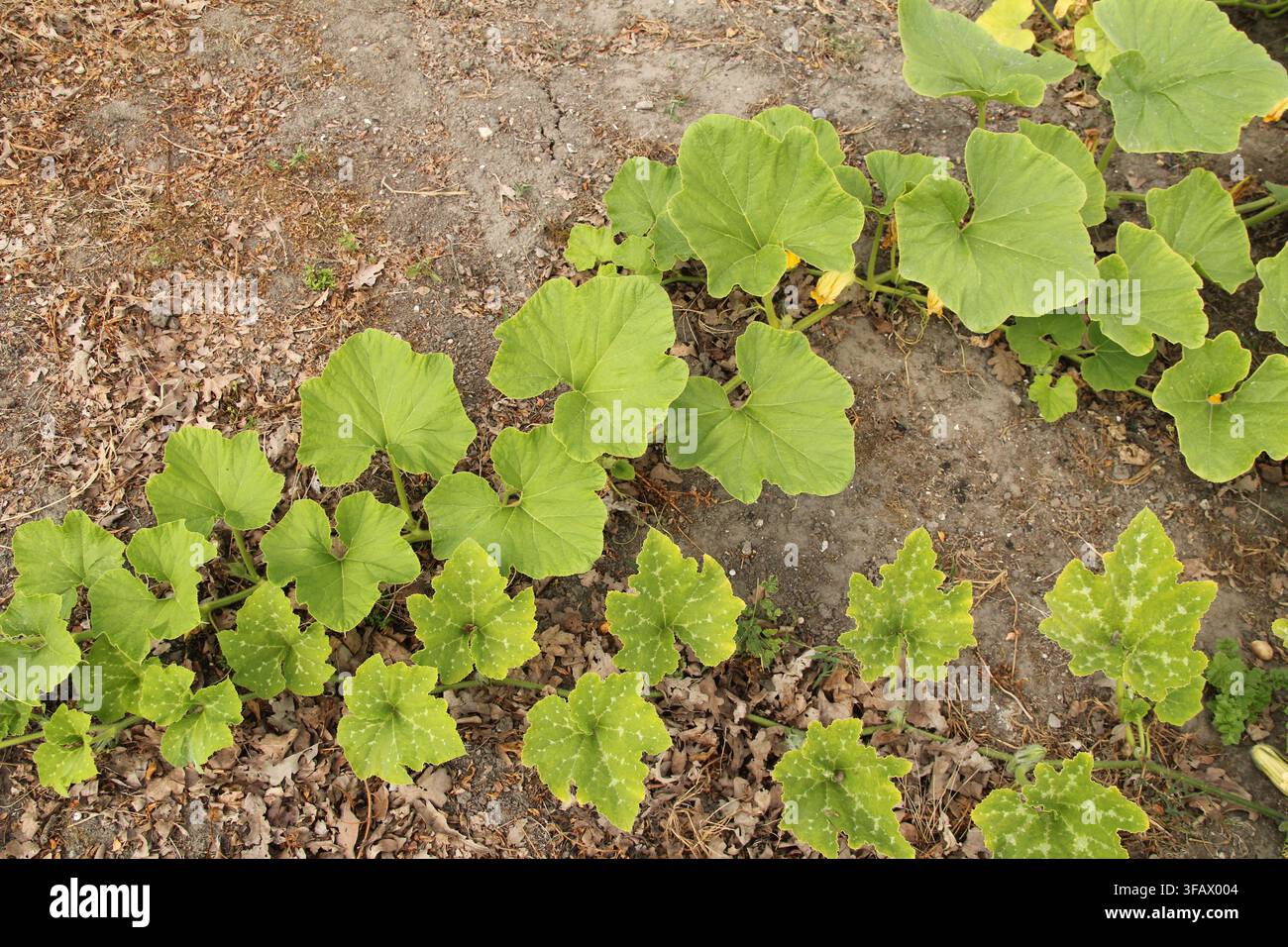 zwei Reben von verschiedenen Kürbispflanzen in einem großen Gemüsegarten im Sommer, Nahaufnahme Stockfoto