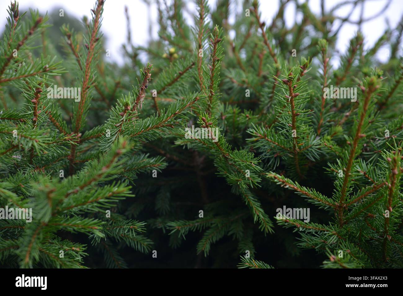 Nahaufnahme von jungen grünen Fichten, die dicht in einer kultivierten Weihnachtsbaumplantage wachsen. Natürliches immergrünes Laub schafft einen frischen Waldhintergrund Stockfoto