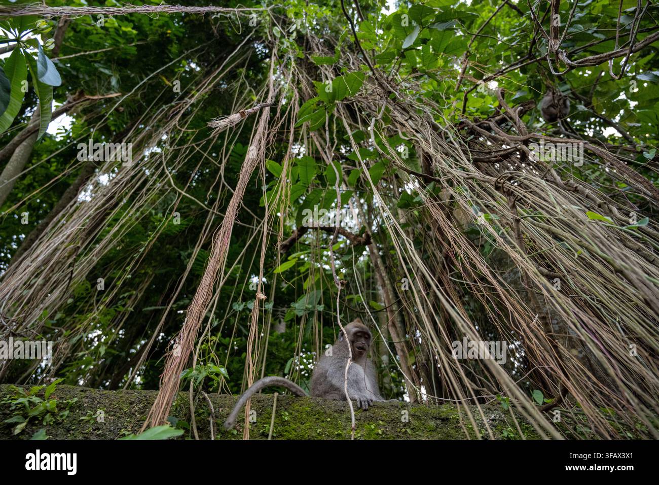 Ein langschwänziger Makake sitzt unter einem dramatischen Vorhang aus hängenden Wurzeln in der tropischen Vegetation des Ubud-Affenwaldes auf Bali. Stockfoto