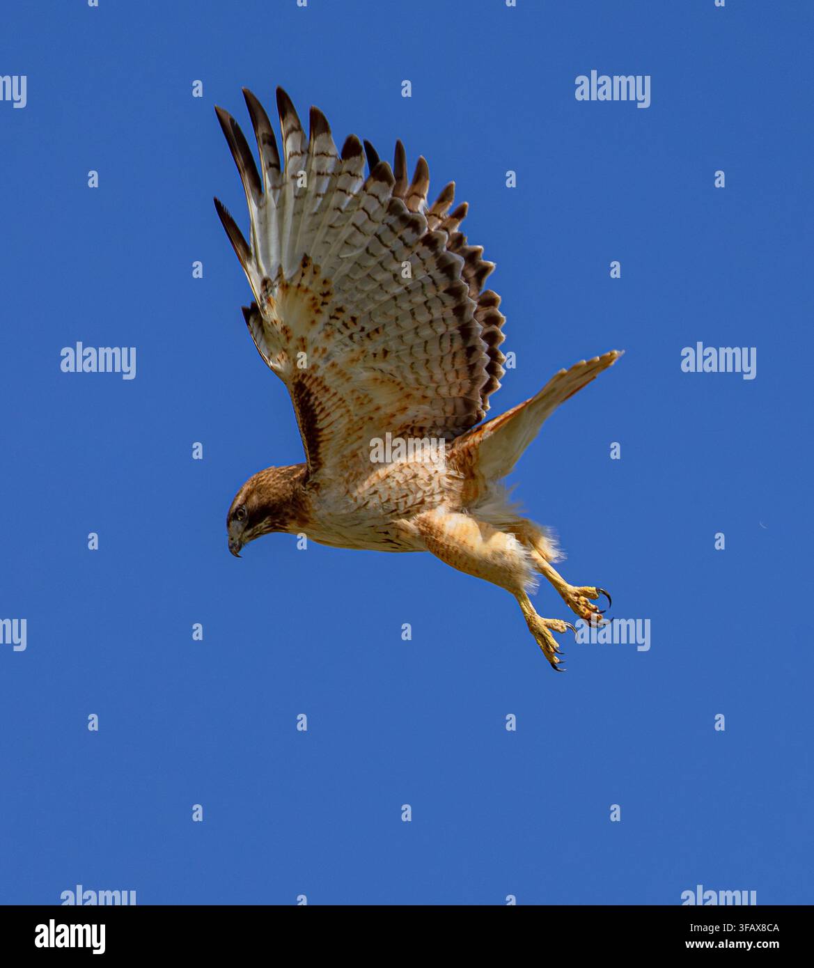 Ein Rotschwanzbussard, der sich vor einem tiefblauen Himmel in Colorado in die Luft schwingt. Nahaufnahme. Stockfoto