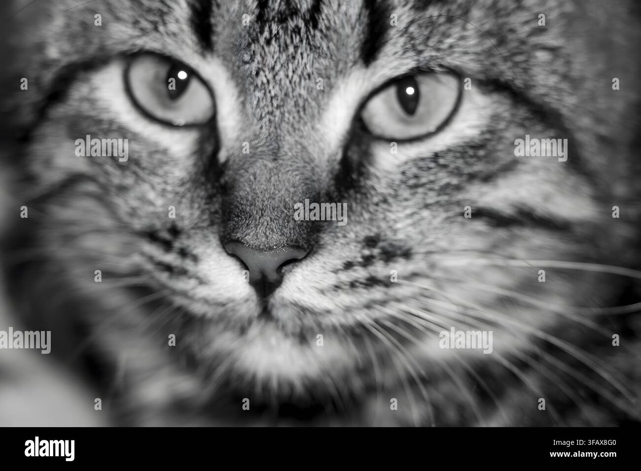 Schwarz-Weiß-Nahaufnahme-Porträt eines Tabby-Katzen-Gesichts Stockfoto