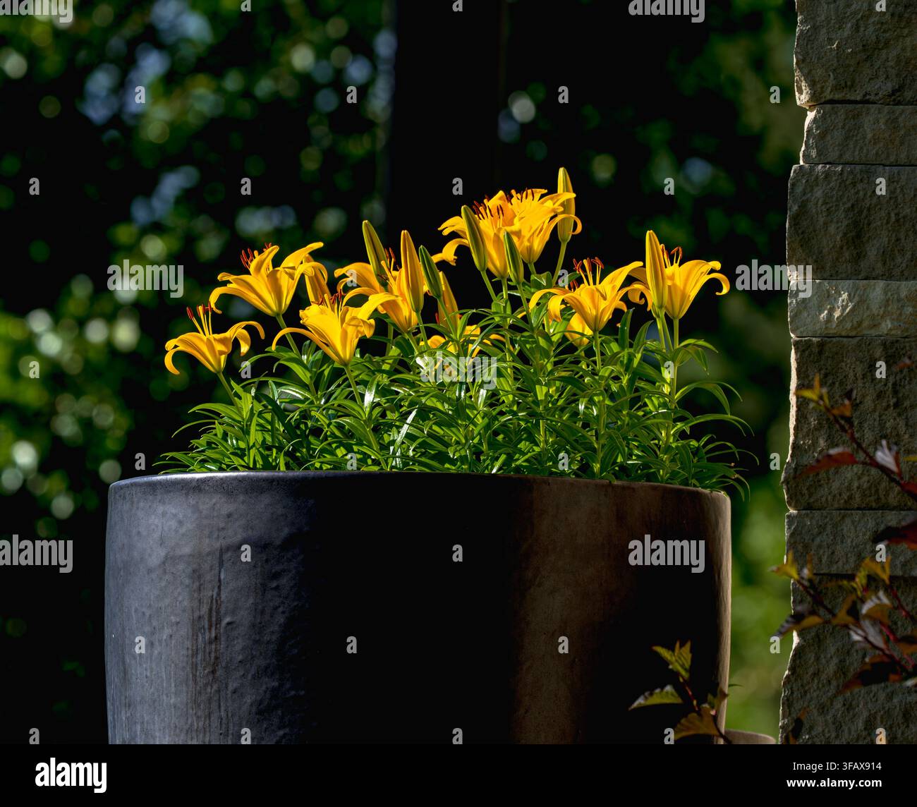 Gelbe asiatische Lilien, die in einem schwarzen Pflanzgefäß wachsen und einen schönen Kontrast und visuelles Interesse vor der Veranda eines Hauses erzeugen. Nahaufnahme. Stockfoto