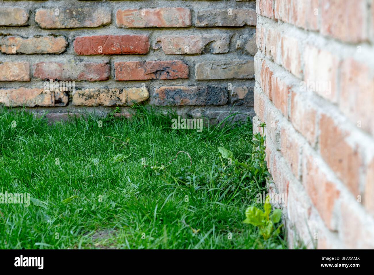 Frisches grünes Gras und Wildpflanzen, die neben einer verwitterten Ziegelmauer wachsen, schaffen einen natürlichen Outdoor-Hintergrund mit rustikaler architektonischer Textur. Stockfoto