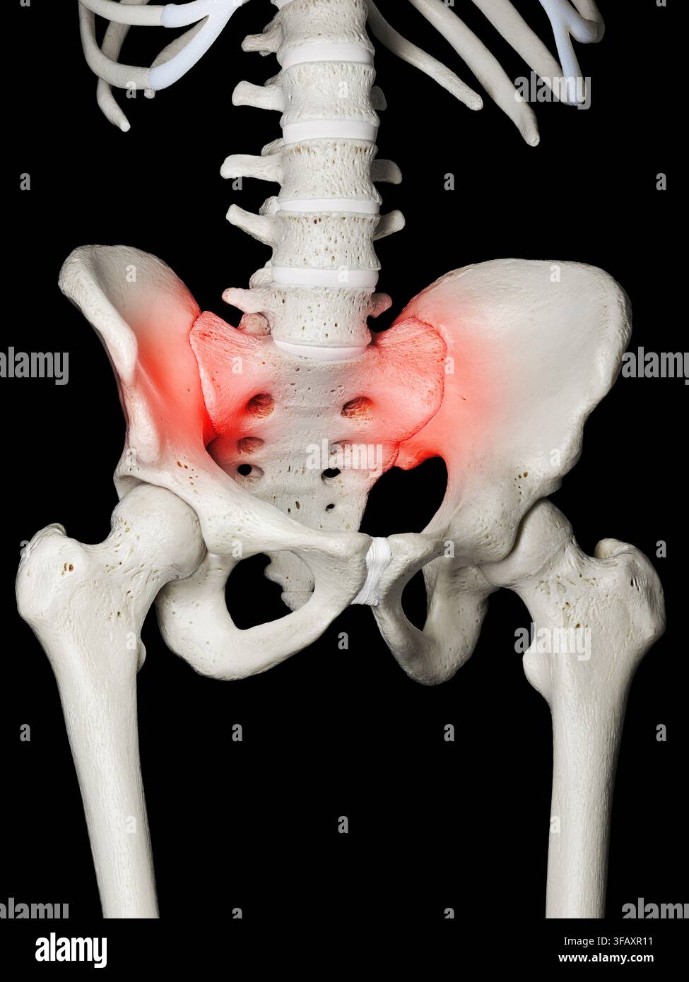 Illustration des menschlichen Beckenknochens. Stockfoto