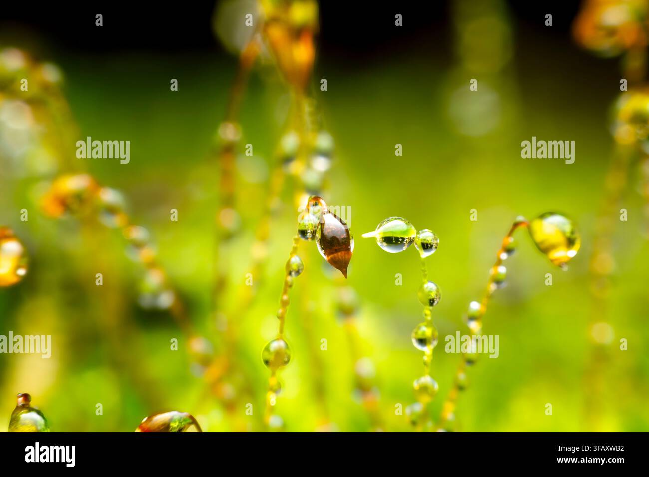 Mit Tau bedeckte Moos-Sporophyten, die im Sonnenlicht leuchten Stockfoto