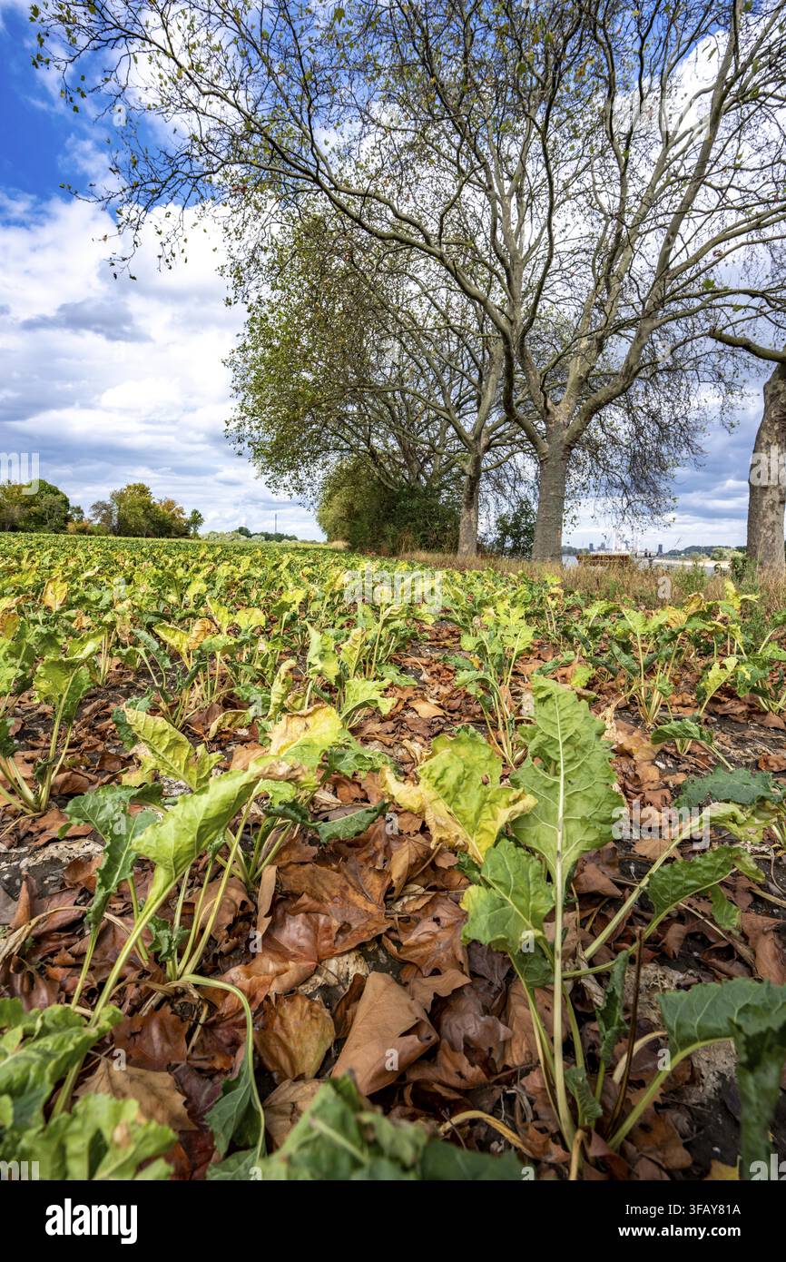 Rübenfeld, die Pflanzen sind ziemlich verkümmert, viel zu klein und teilweise vertrocknet, welkende Blätter liegen zwischen den Pflanzen, vom benachbarten Platanbaum Stockfoto