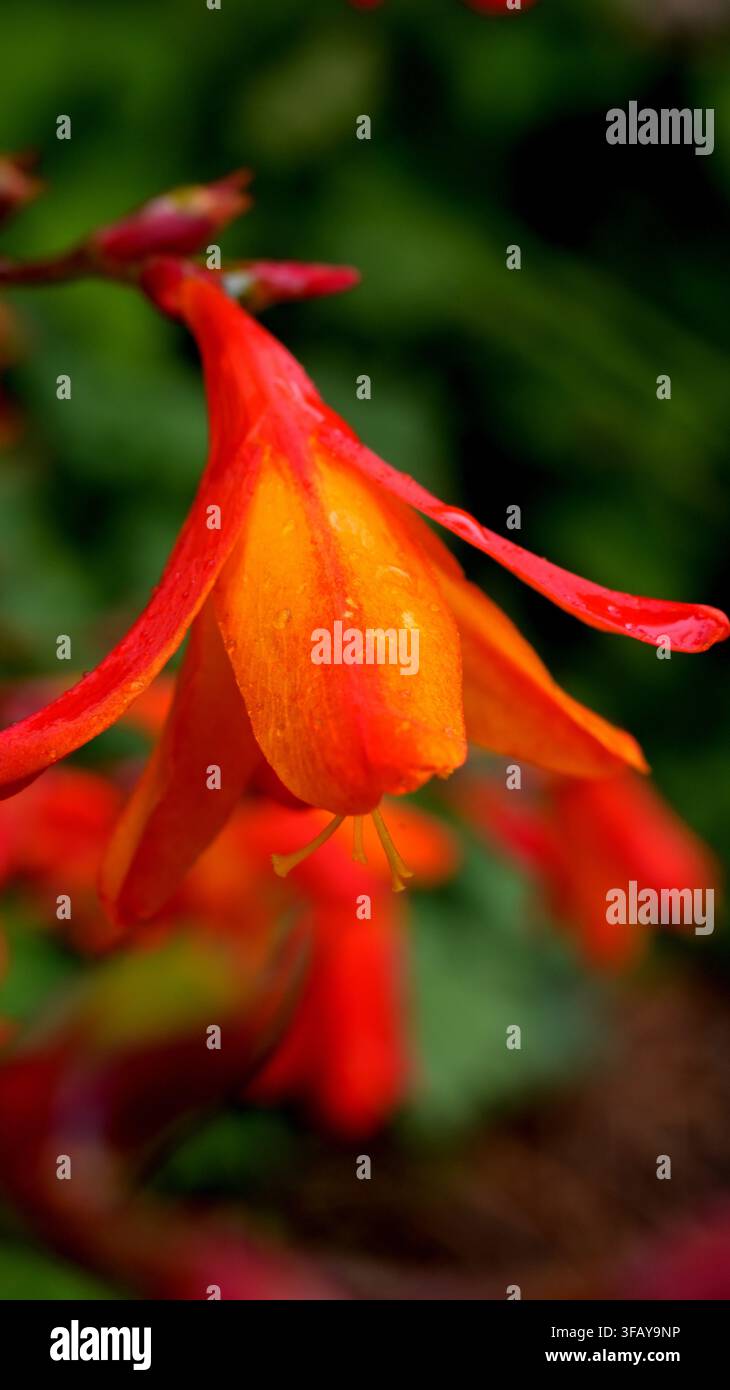 Nahaufnahme des Crocosmia-Montbretia-Blütenkopfes Stockfoto