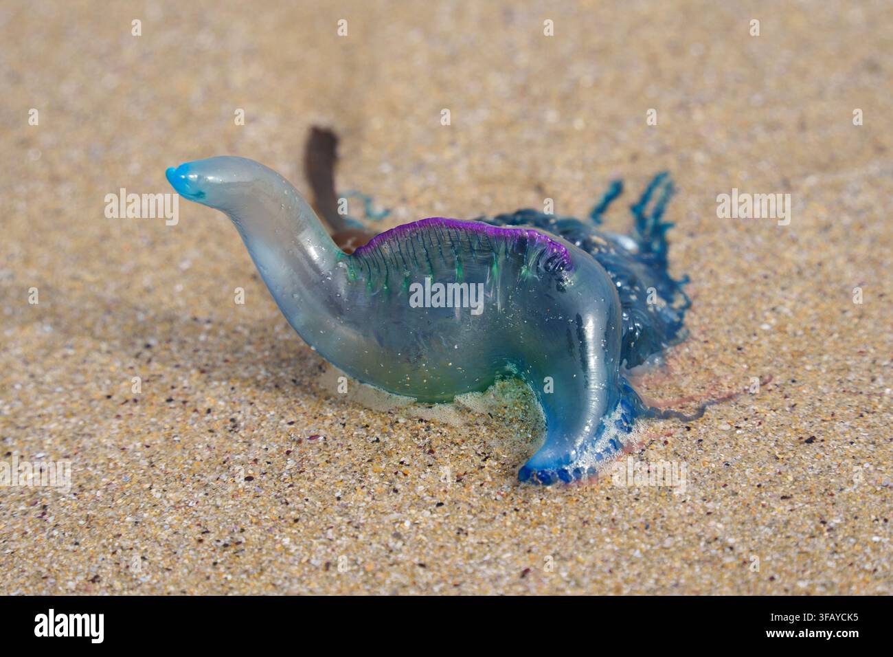 Eine Portugiesische Galeere oder Blaue Quallenauster am Strand von Picnic Bay im Wilsons Promontory Nationalpark in Victoria, Australien. Stockfoto