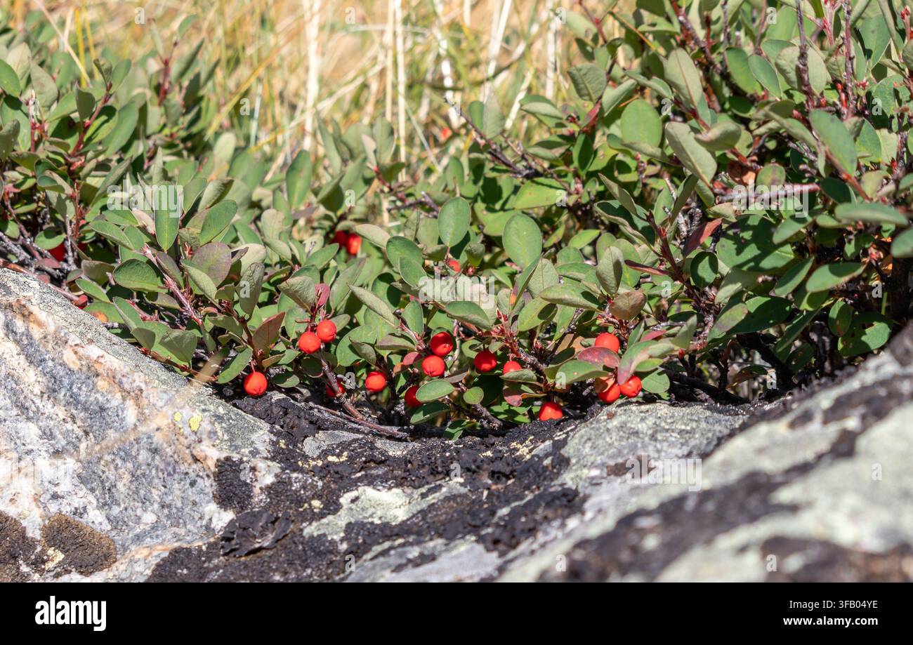Rote Beeren des einblütigen Cotoneaster Cotoneaster uniflorus Strauchs, der auf einem Felsen in der Nähe des Kok-Kol-Sees im Altai, Russland, fruchtet Stockfoto