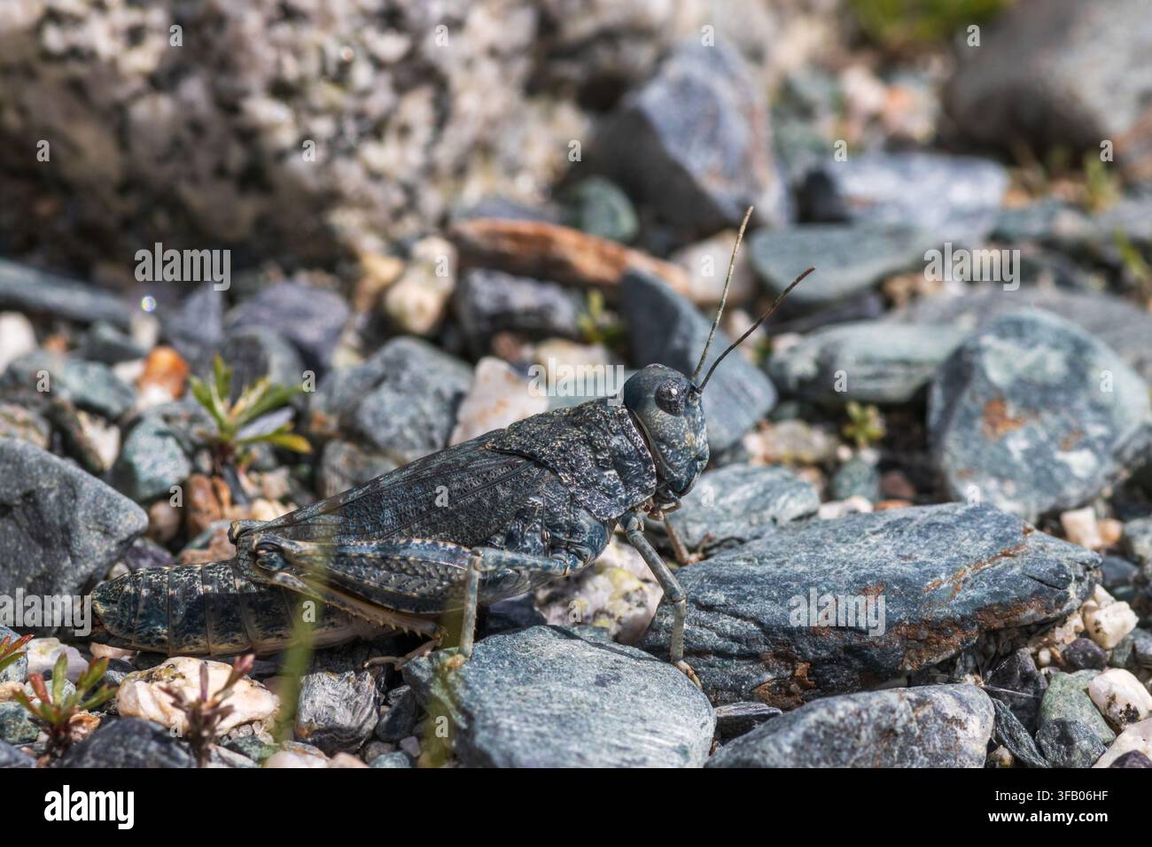 Makro-Profil eines wilden gesprenkelten zirpenden Grashüpfers Bryodemella tuberculata auf Kies nahe dem Argut-Fluss, Altai-Gebirge, Russland. August 2024 Stockfoto