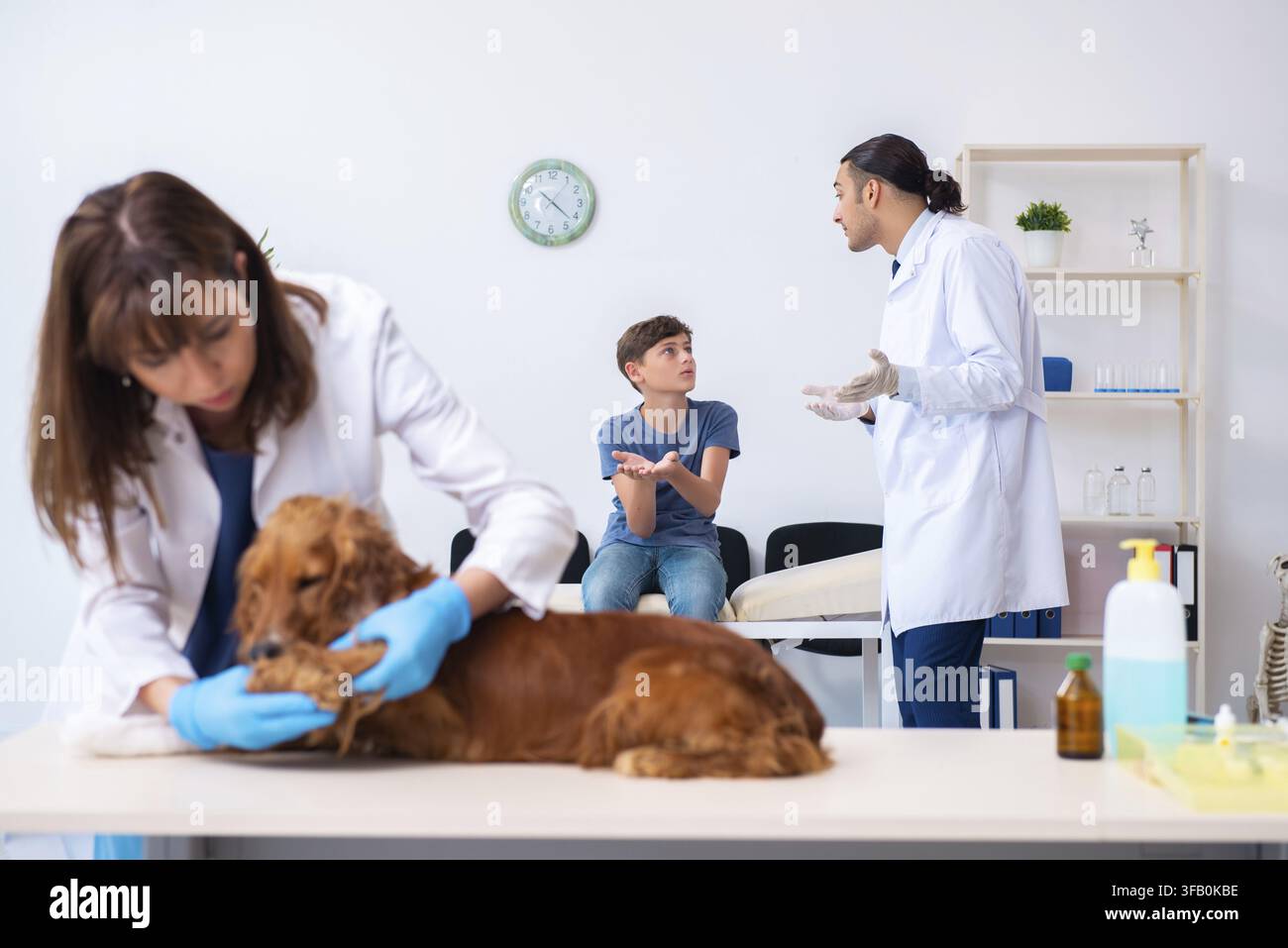 Der Tierarzt untersucht den Golden-Retriever-Hund in der Klinik Stockfoto