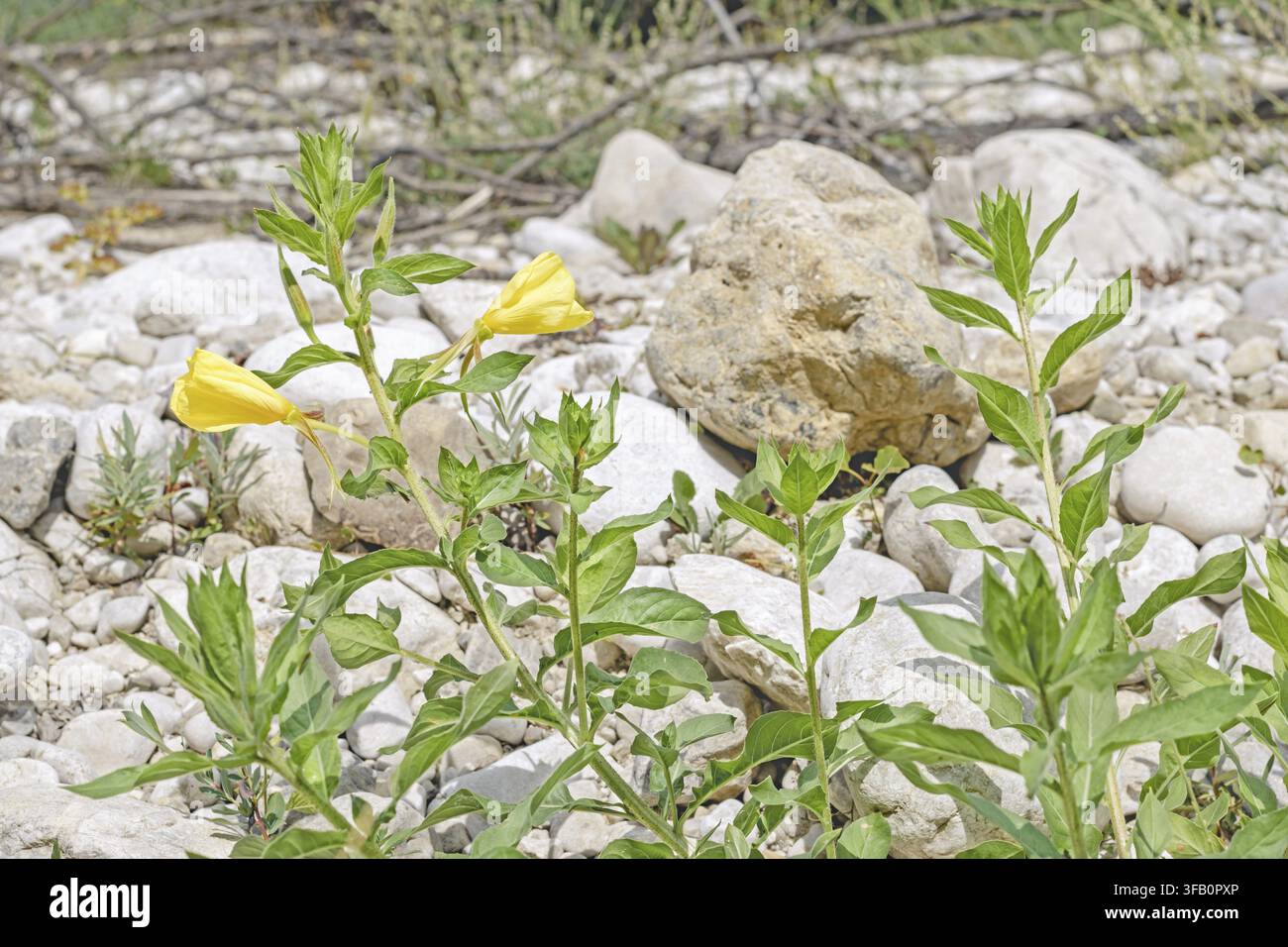 Helle gelbe Oenothera glazioviana-Blüten, die zwischen blassen Flusssteinen wachsen, fangen die widerstandsfähige Nachtkerze ein, die an einem sonnenbeschienenen Flussufer gedeiht, in einem Stockfoto