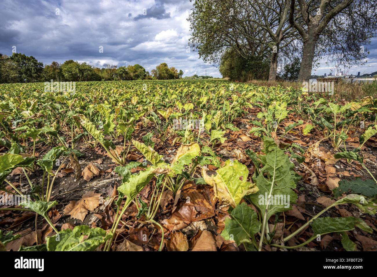 Rübenfeld, die Pflanzen sind ziemlich verkümmert, viel zu klein und teilweise vertrocknet, welkende Blätter liegen zwischen den Pflanzen, vom benachbarten Platanbaum Stockfoto