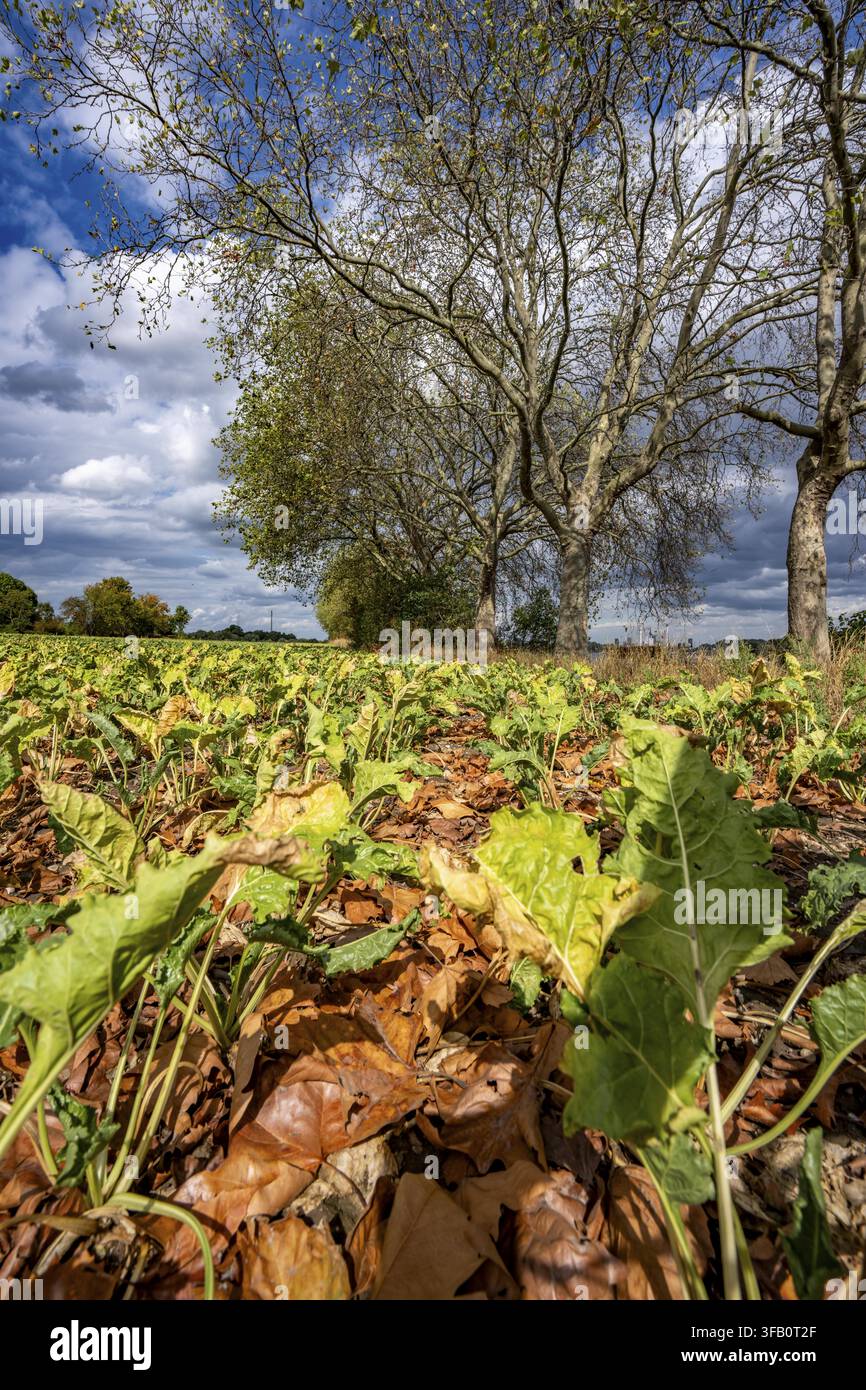 Rübenfeld, die Pflanzen sind ziemlich verkümmert, viel zu klein und teilweise vertrocknet, welkende Blätter liegen zwischen den Pflanzen, vom benachbarten Platanbaum Stockfoto