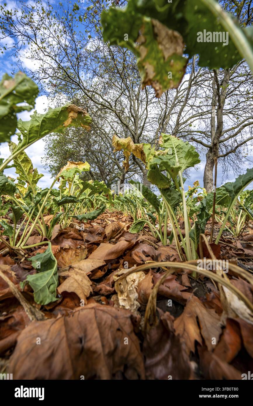 Rübenfeld, die Pflanzen sind ziemlich verkümmert, viel zu klein und teilweise vertrocknet, welkende Blätter liegen zwischen den Pflanzen, vom benachbarten Platanbaum Stockfoto