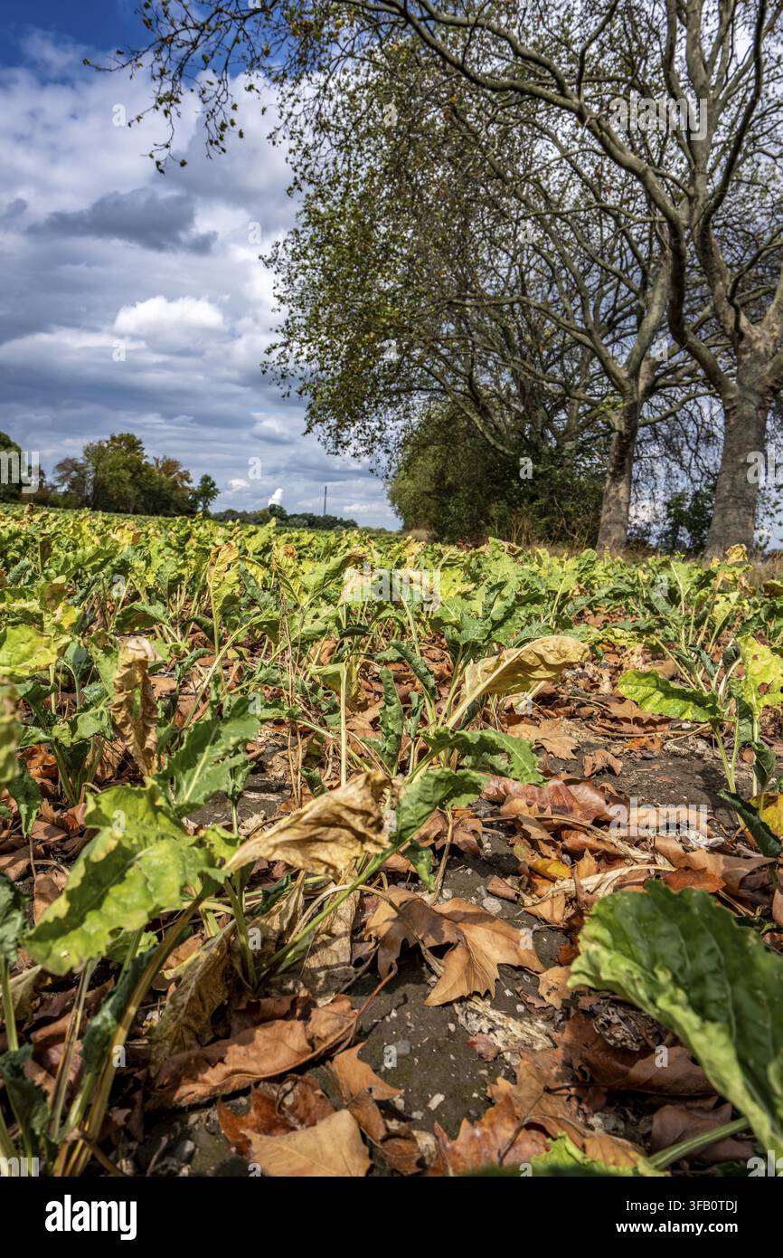 Rübenfeld, die Pflanzen sind ziemlich verkümmert, viel zu klein und teilweise vertrocknet, welkende Blätter liegen zwischen den Pflanzen, vom benachbarten Platanbaum Stockfoto