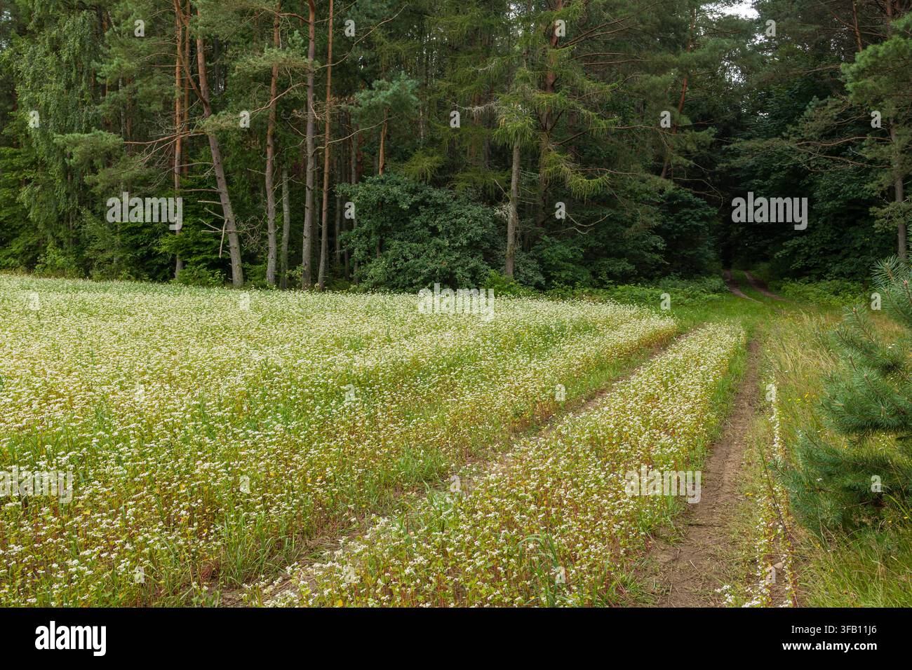 Prachtvolle Aussicht auf ein blühendes Buchweizenfeld mit weißen Blüten, umgeben von dichtem grünem Wald, Agrarlandschaft unter einem hellen Sommerhimmel Stockfoto