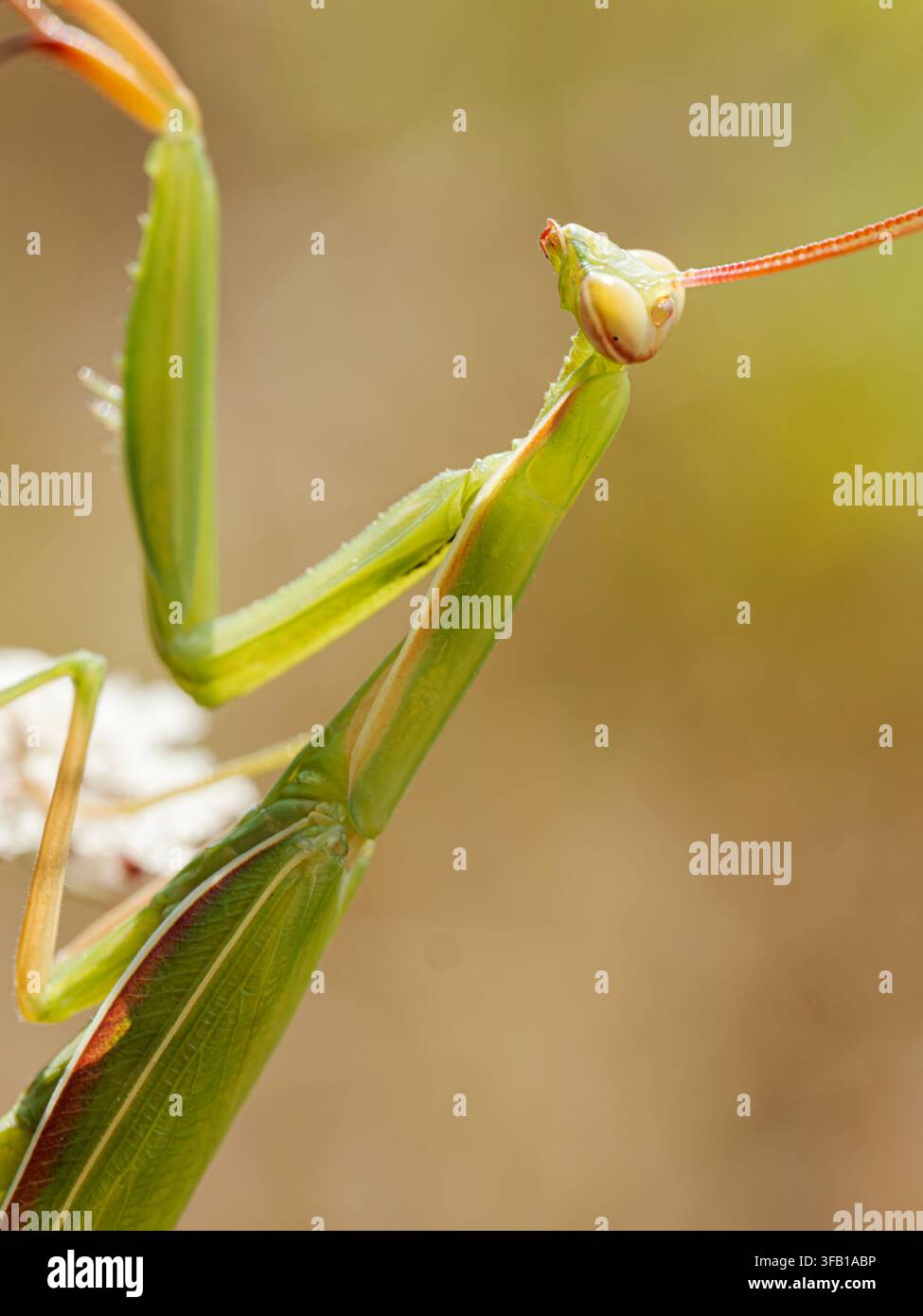 Nahaufnahme einer europäischen Gottesanbeterin (Mantis religiosa) auf einer weißen Blume in Venoy. Stockfoto