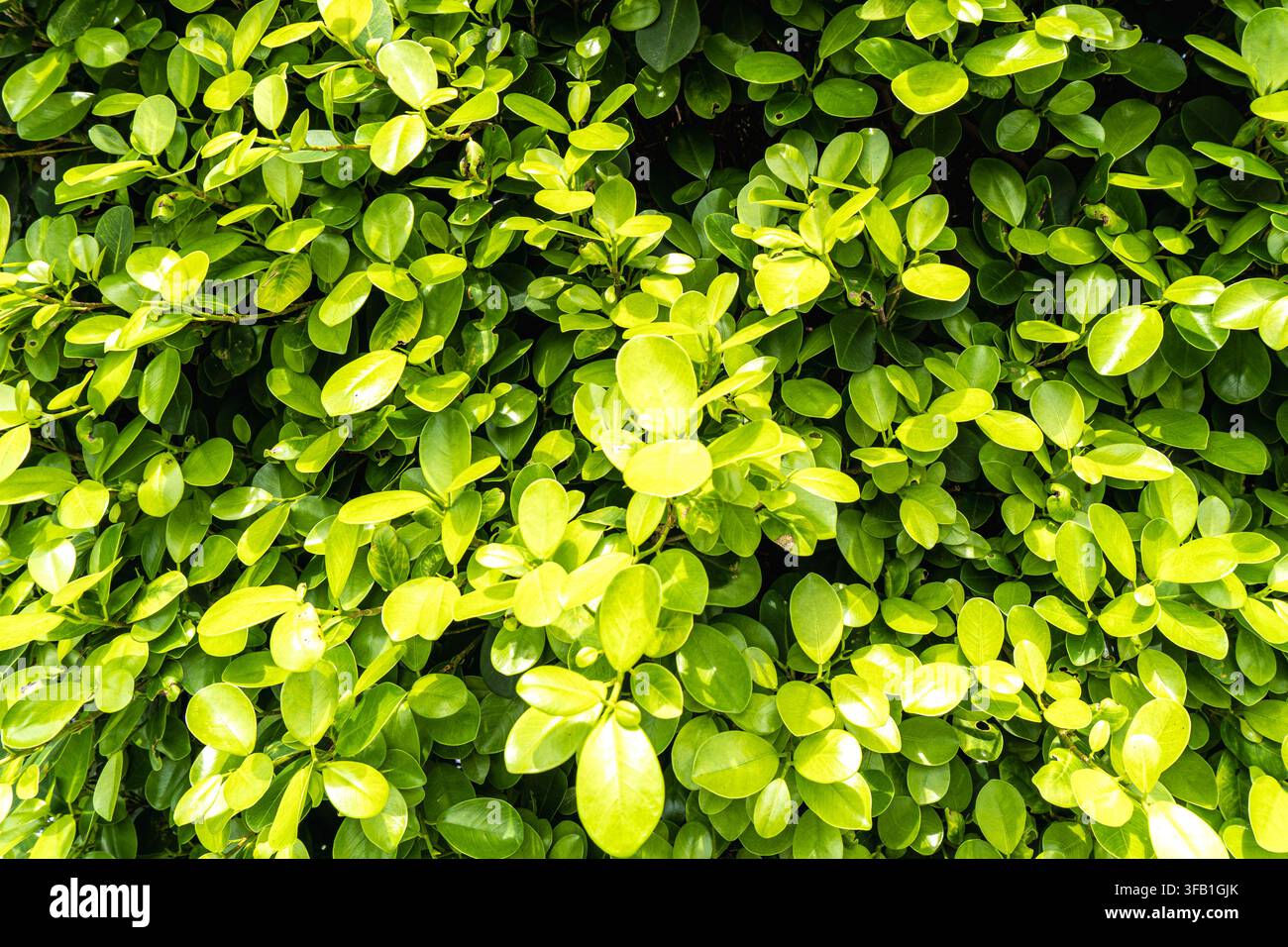 Üppige grüne Hecke mit reichlich hellen Blättern. Stockfoto