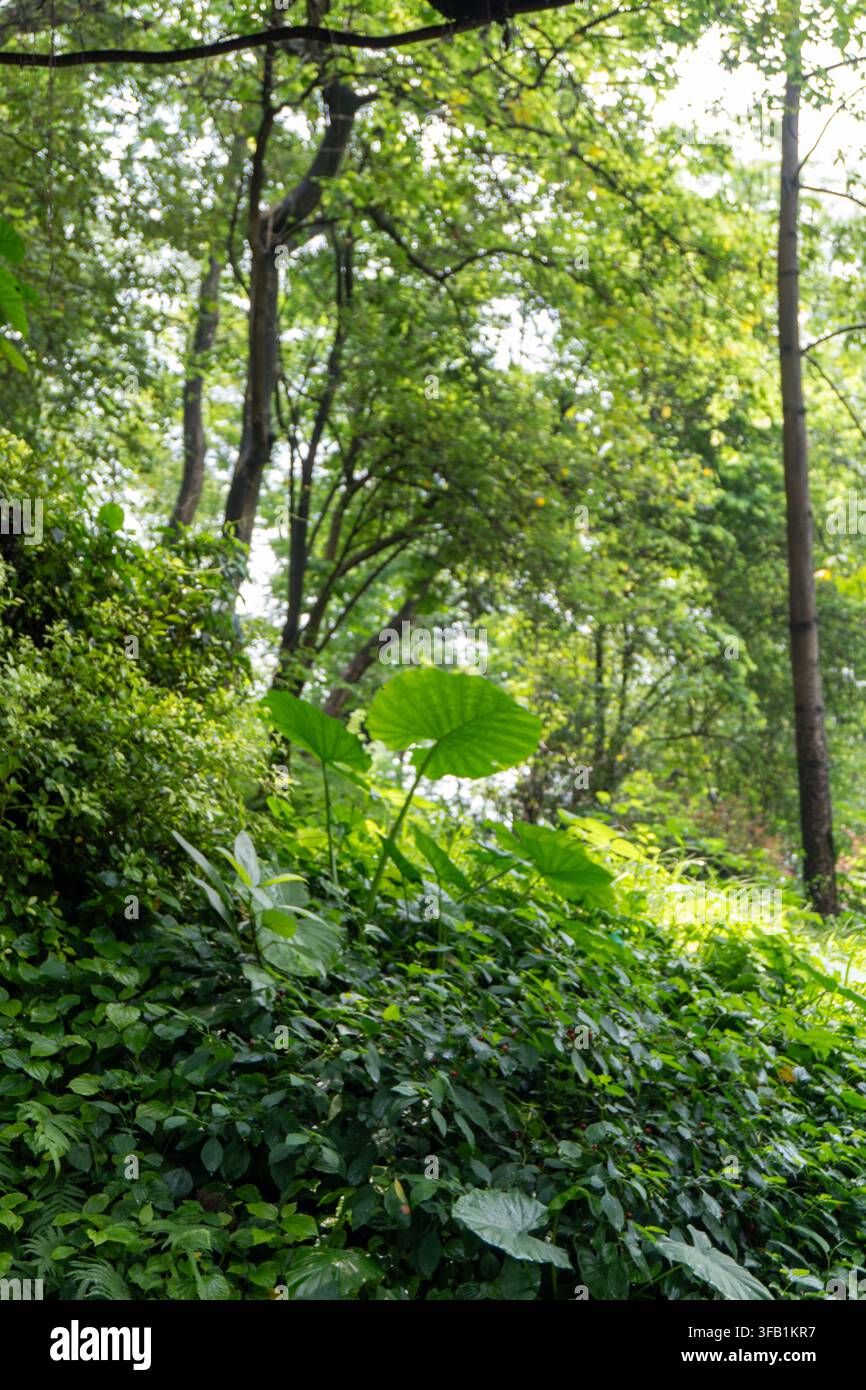 Üppiger grüner Wald mit dichtem Laub am Tag. Stockfoto