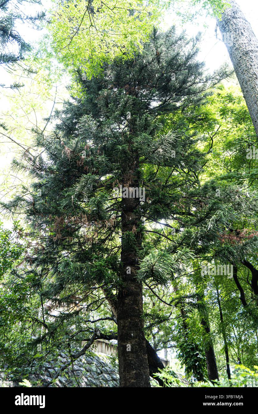 Hohe immergrüne Baum steht in einem üppigen Wald. Stockfoto