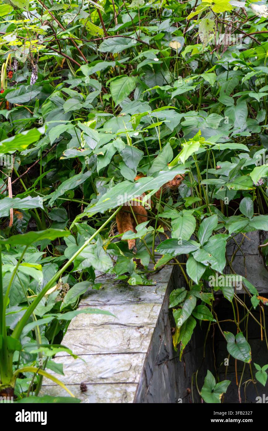 Dichtes Grün bedeckt Gartenmauer aus Stein im Freien. Stockfoto