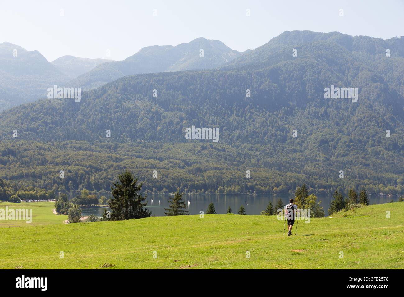 Wanderer mit Stöcken, Rückansicht eines einzelnen Wanderers mit Trekkingstöcken, der über eine lebendige grüne alpine Wiese geht, die einen ruhigen Bergsee und dichte bewaldete Kämme überblickt. über grüne Wiese mit Blick auf Bergsee Stockfoto
