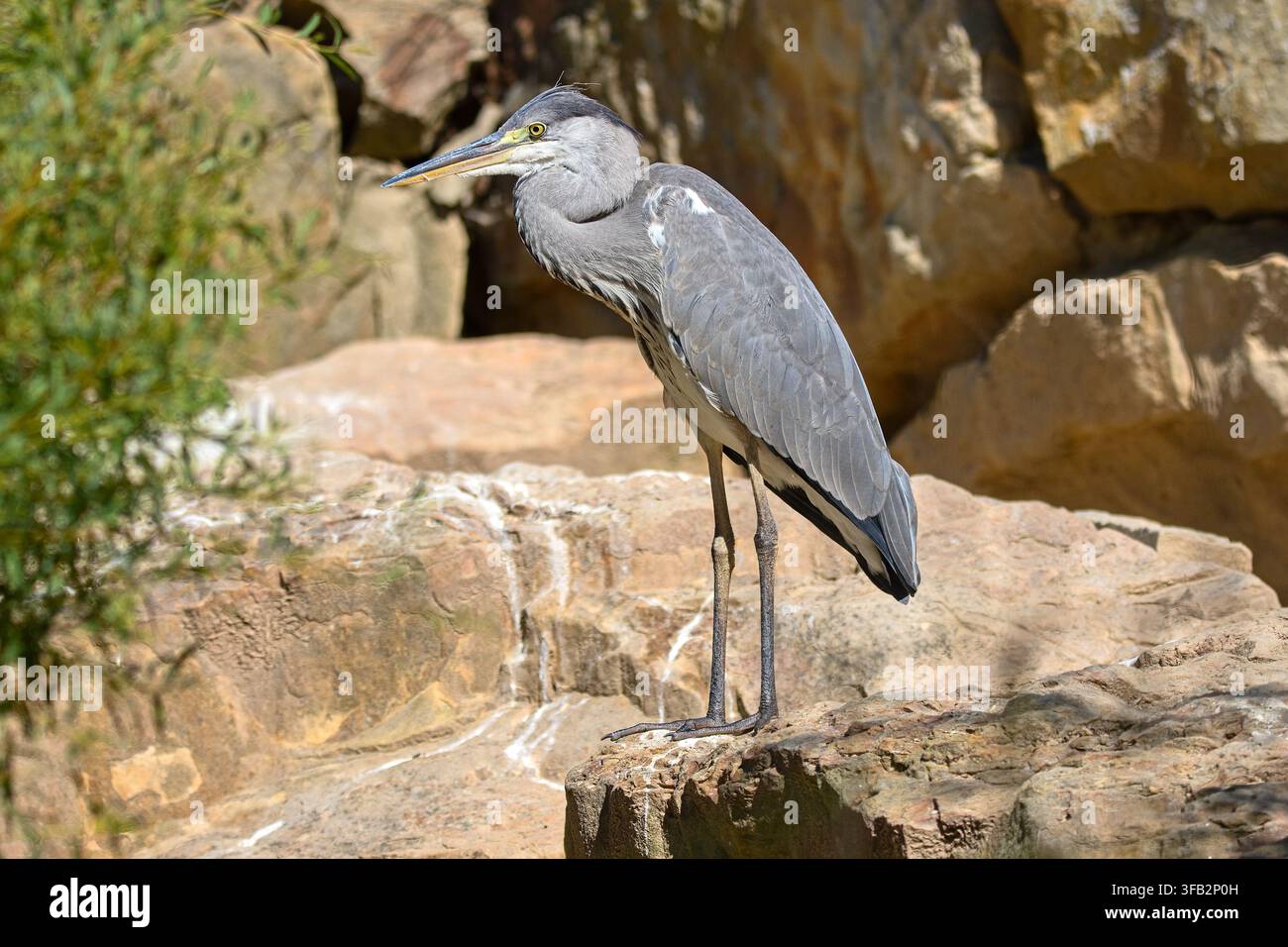 Der Graureiher (Ardea cinerea) steht auf felsigem Gelände in seinem natürlichen Lebensraum. Stockfoto
