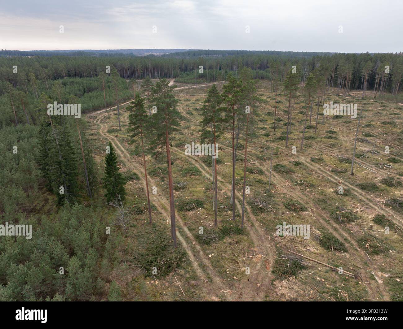 Luftbild einer abgeholzten Waldfläche und Holzstämme entlang einer Waldstraße in Lettland Stockfoto
