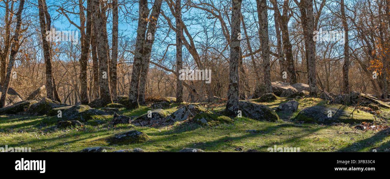 Laubwald während des Winters auf felsiger Oberfläche in der Nähe des Dorfes San Lorenzo de El Escorial, Spanien Stockfoto