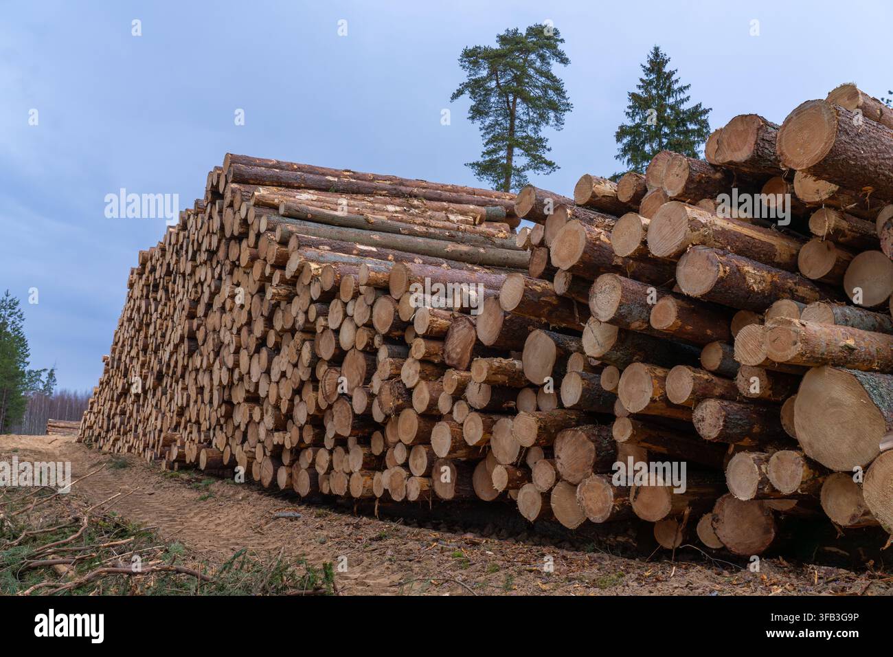 Frisch geerntete Kiefernstämme, die auf einer Waldlichtung gestapelt sind Stockfoto