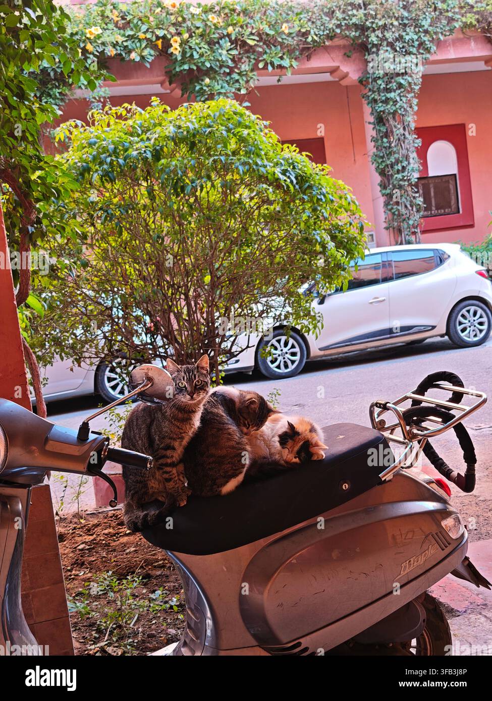 Drei Katzen ruhen zusammen auf einem Roller in Marrakesch, Marokko, mit üppiger Vegetation und rosa Gebäuden im Hintergrund. - Smartphone-aufgenommenes Stockfoto