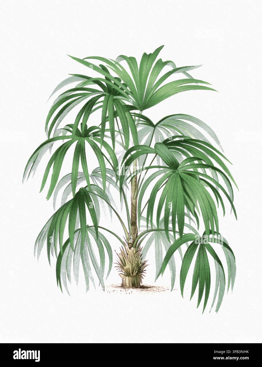 Palmenillustration. Dekorative Aquarellmalerei auf weich strukturiertem weißem Handpapier. Stockfoto