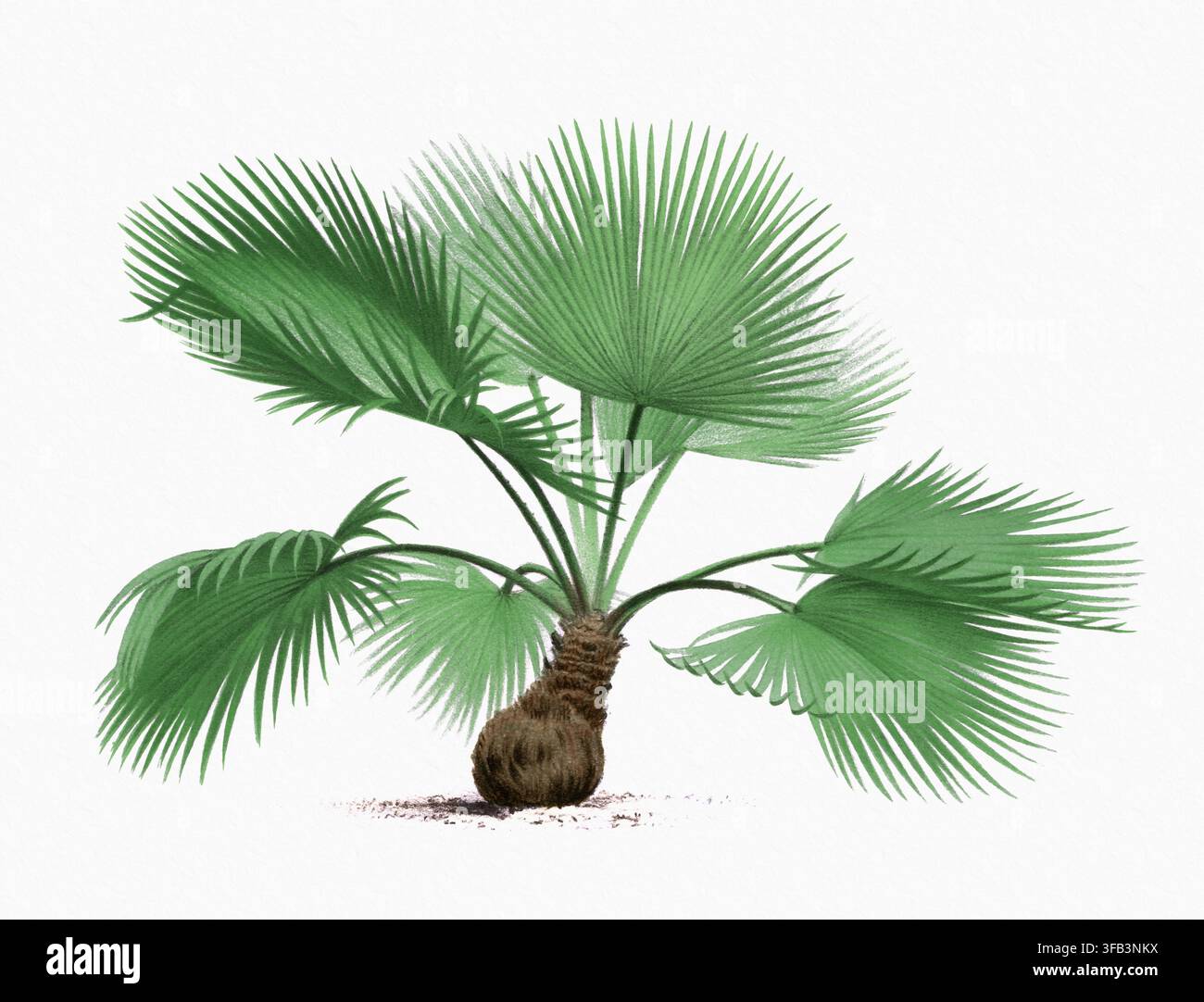 Palmenillustration. Dekorative Aquarellmalerei auf weich strukturiertem weißem Handpapier. Stockfoto