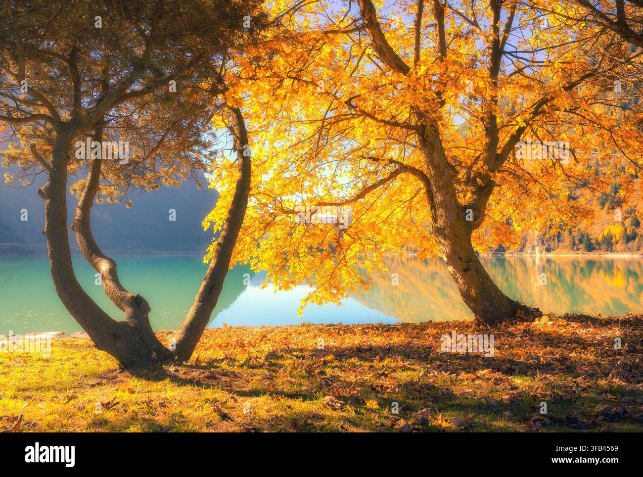 Goldene Ahornbäume am Ufer eines türkisfarbenen Algensees bei Sonnenuntergang Stockfoto