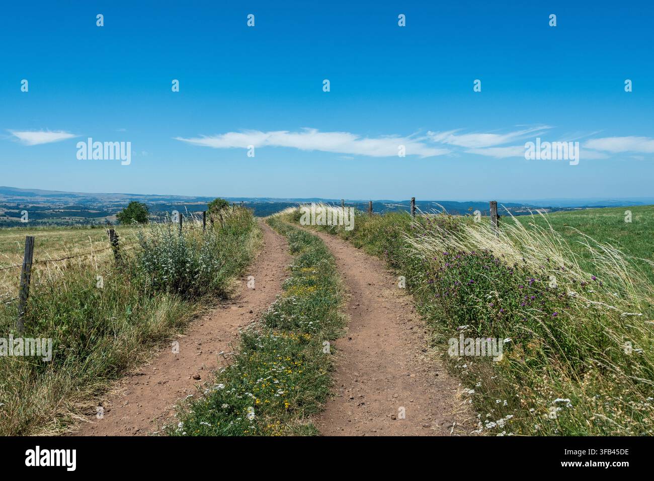 Schotterweg durch Sommerfelder. Auvergne. Frankreich Stockfoto