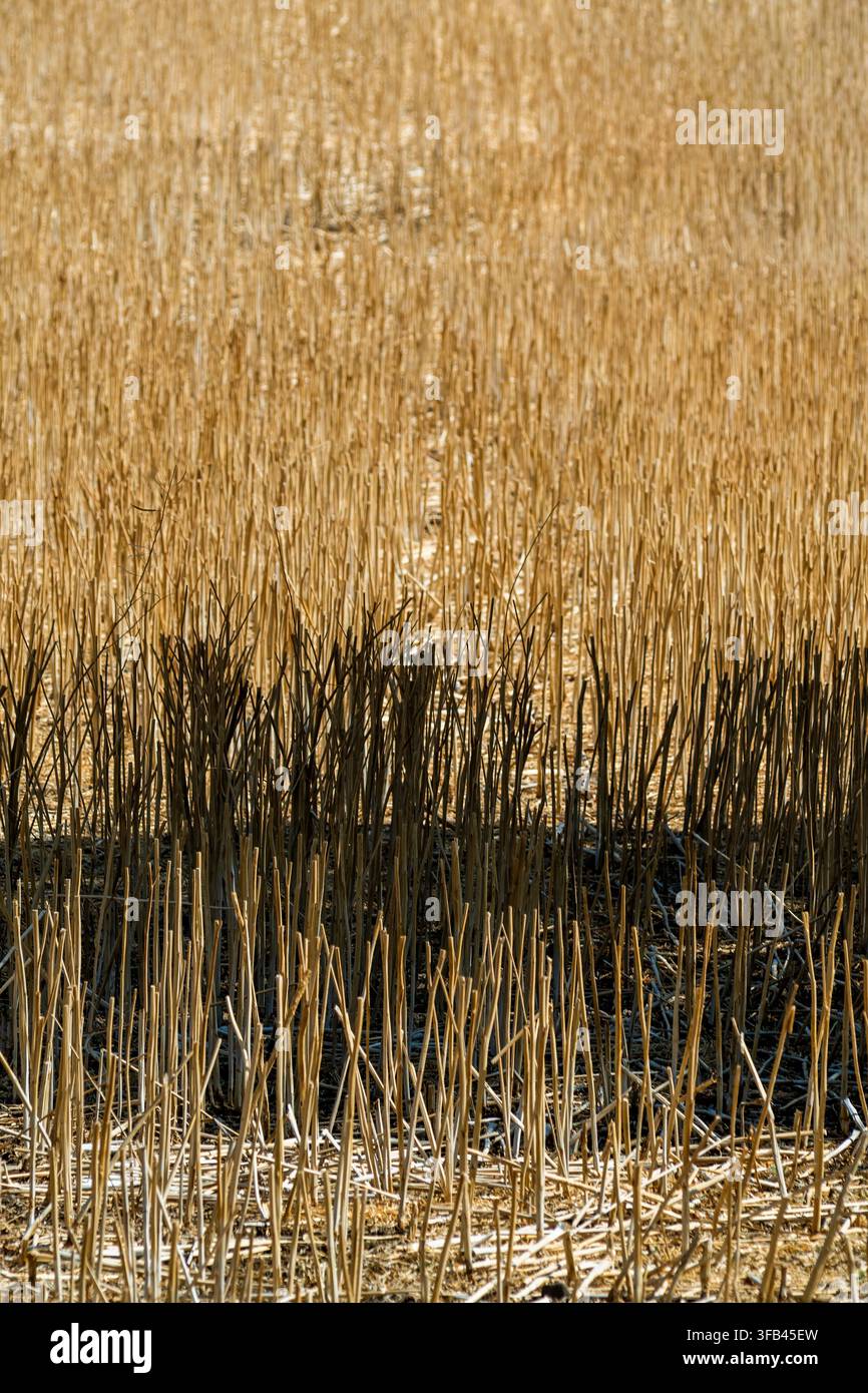 Erntete Weizenhalme trocknen im Sommerlicht Stockfoto