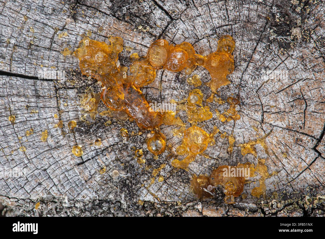 Nahaufnahme eines Baumstumpfs mit Harztropfen, klebriger Saft Stockfoto