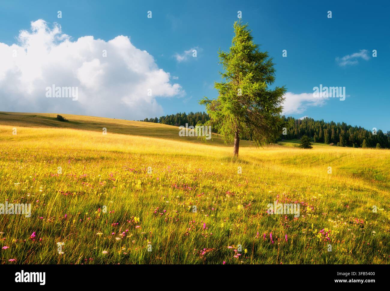 Einziger grüner Lärchenbaum auf einem blühenden Wildblumenwiesenhang Stockfoto
