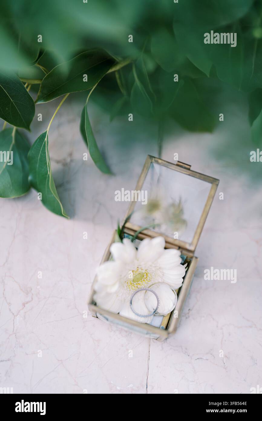 Eheringe in einer Glasbox mit weißer Blume Stockfoto