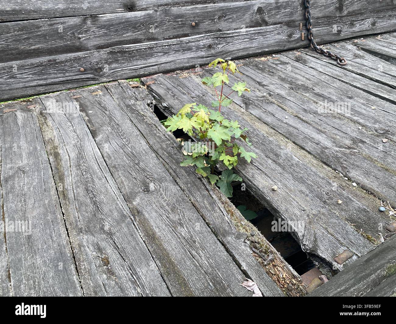 Kleine grüne Pflanze wächst durch eine Lücke in verwitterten Holzplanken und symbolisiert Widerstandsfähigkeit und die Natur, die den bebauten Raum zurückerobert. Stockfoto