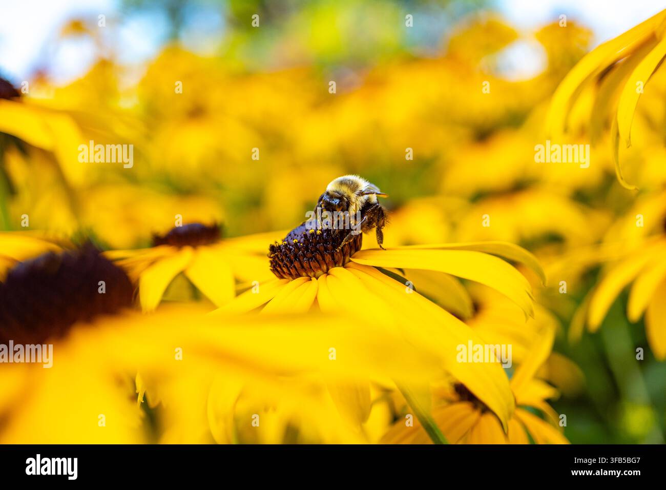Nahaufnahme einer Hummel (wissenschaftlicher Name Bombus), einer gefährdeten Art, die sich an einer mit Pollen bedeckten Schwarzäugigen Sonnenblume nähert. Stockfoto