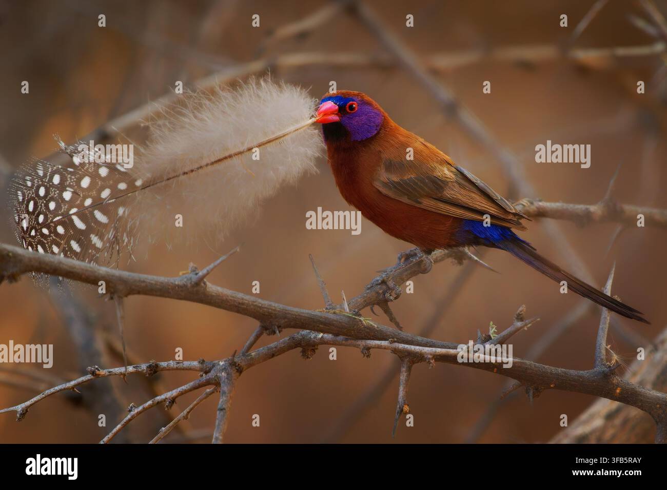 Violettohren-Waxbill Granatina granatina hält eine weiße Feder für den Nestbau, violettes Gesicht, roter Schnabel, kastanienbraunes Gefieder, Namibia Südafrika w Stockfoto