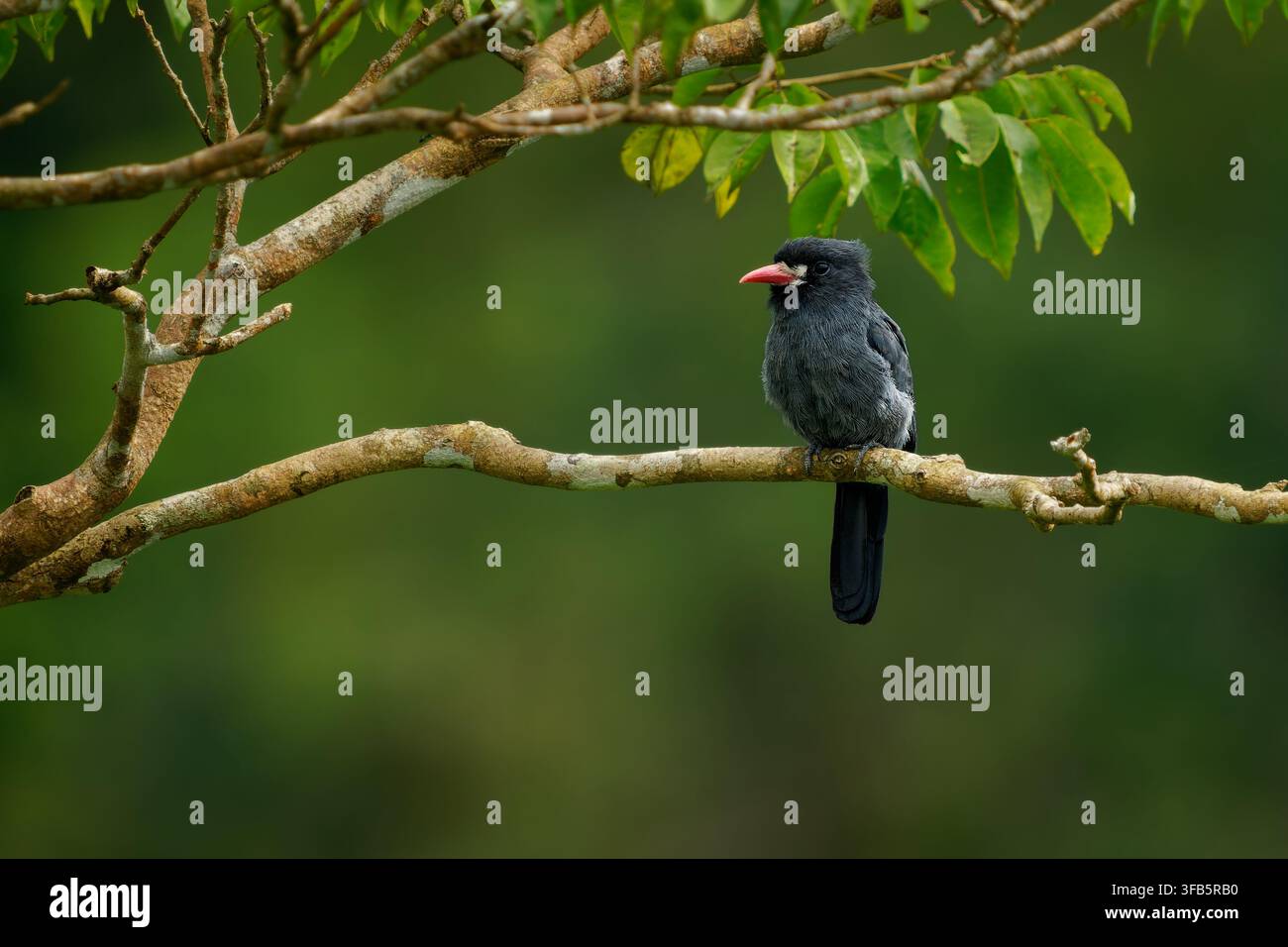 Weißstirn-Nonnenvogel Monasa morphoeus im Baum sitzend, schwarzes Gefieder, roter Schnabel, Seitenansicht, Vogel des Amazonas-Regenwaldes, Ecuador Südamerika-Wildtiere Stockfoto