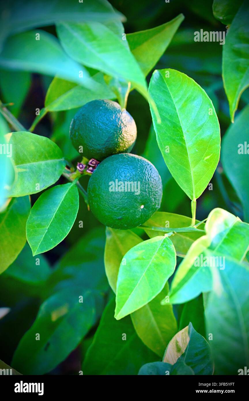 Ein vertikales Foto von zwei unreifen grünen Mandarinen, die an einem Zitrusbaumzweig hängen, umgeben von lebendigen grünen Blättern bei natürlichem Tageslicht. Stockfoto