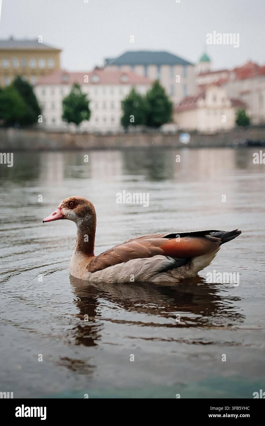 Ägyptische Gans schwimmt auf dem Fluss mit verschwommenen Stadtgebäuden im Hintergrund, Nahaufnahme-Porträt Stockfoto