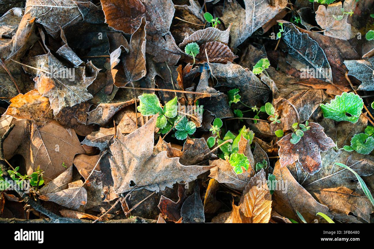 Herbstliche (winterliche) Laub in den Vororten von Manchester: wunderschöne frostbedeckte Blätter auf dem Boden. Die wunderbaren Weihnachtstage stehen bald bevor! Stockfoto