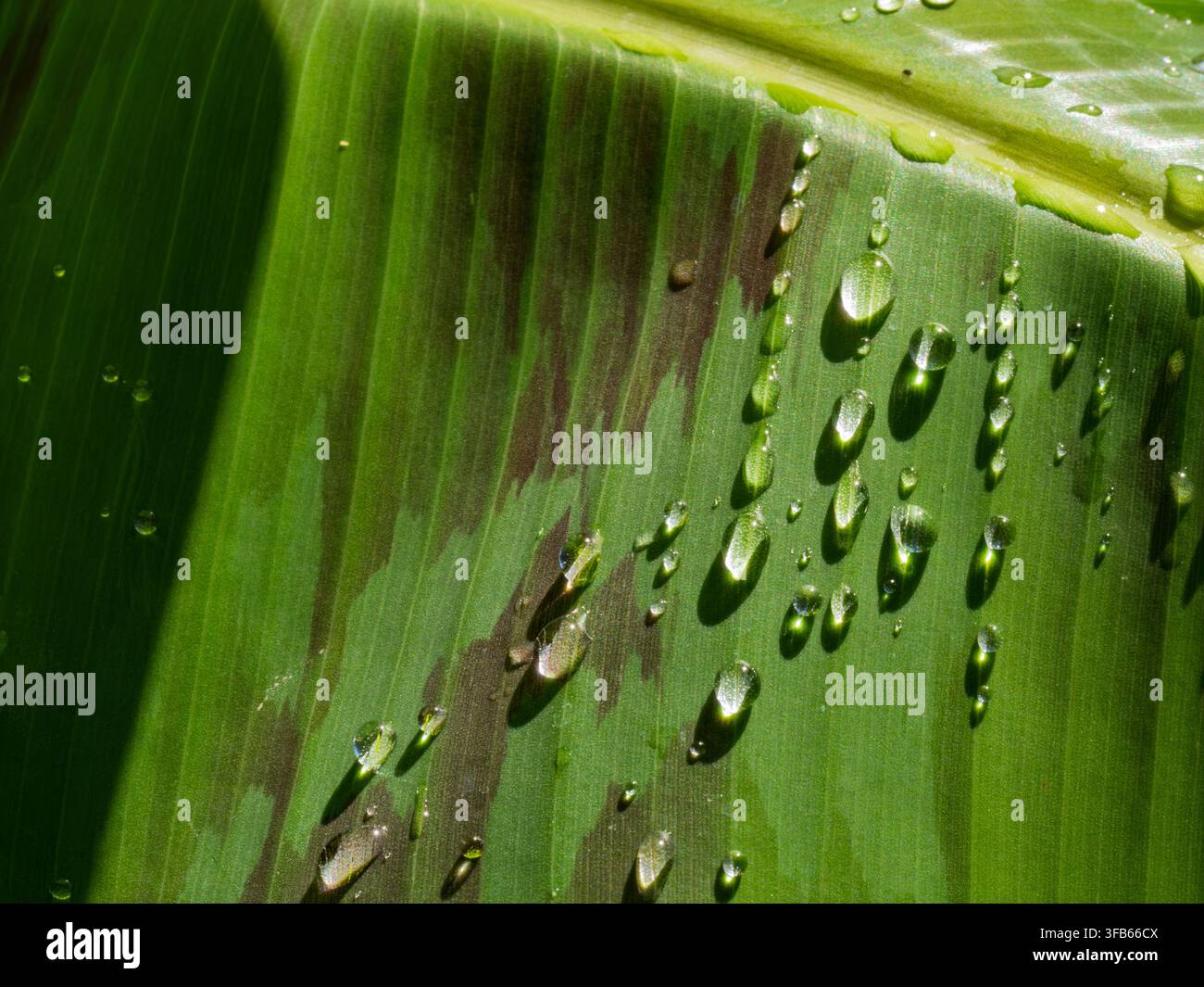 Frische Wassertropfen glitzern auf einem lebendigen grünen Blatt Stockfoto