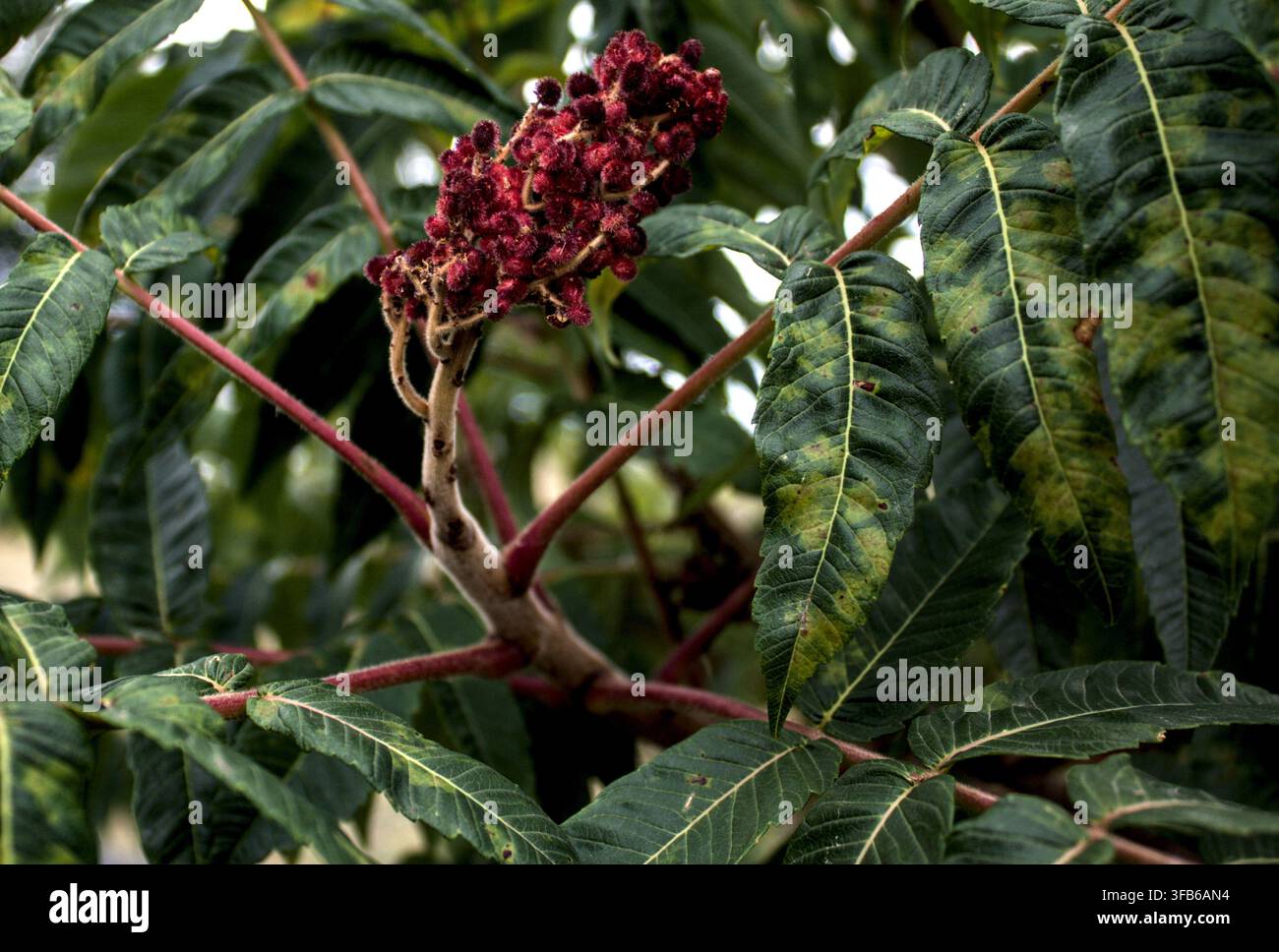 Nahaufnahme von rotem Staghorn-Sumach und gefiederten grünen Blättern Stockfoto